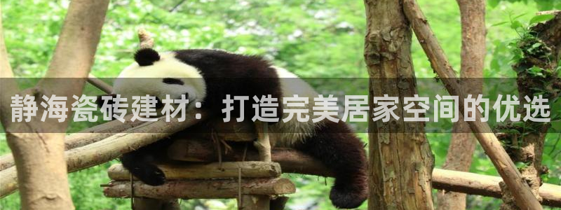 杏鑫平台代理注册流程图