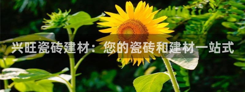 杏鑫代理注册资金多少